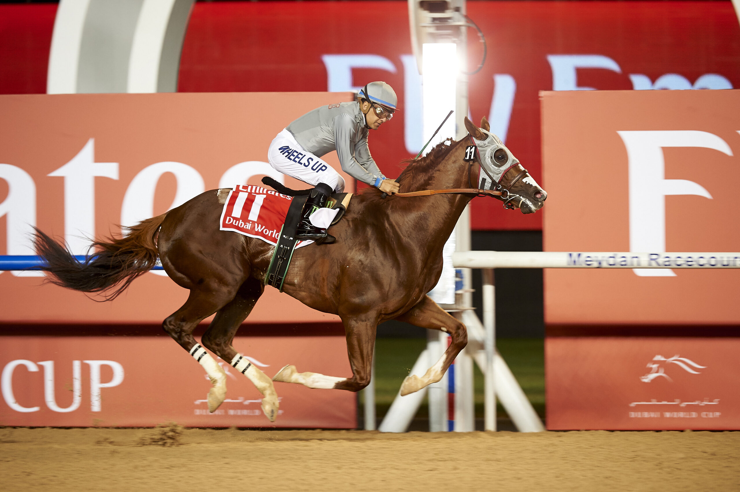 California Chrome morning track work at Meydan Dubai